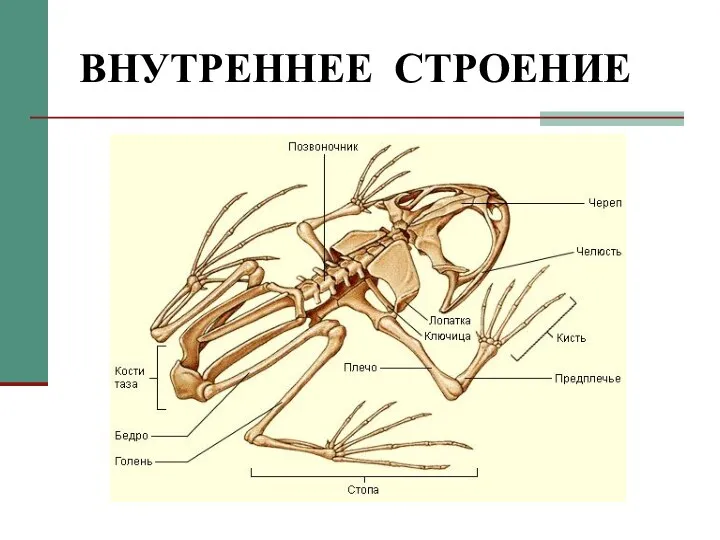 ВНУТРЕННЕЕ СТРОЕНИЕ