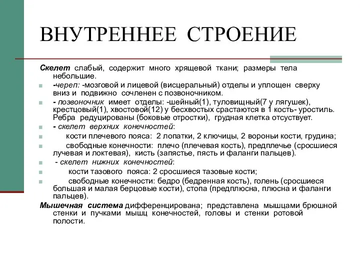 ВНУТРЕННЕЕ СТРОЕНИЕ Скелет слабый, содержит много хрящевой ткани; размеры тела небольшие. -череп: