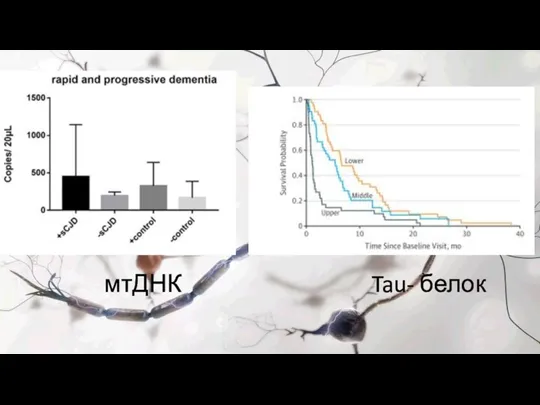 мтДНК Tau- белок