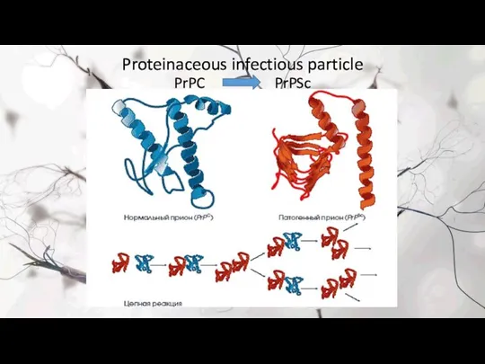 Proteinaceous infectious particle PrPC PrPSc