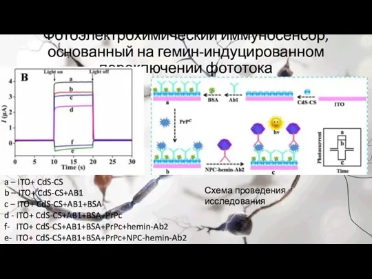 Фотоэлектрохимический иммуносенсор, основанный на гемин-индуцированном переключении фототока Схема проведения исследования a –