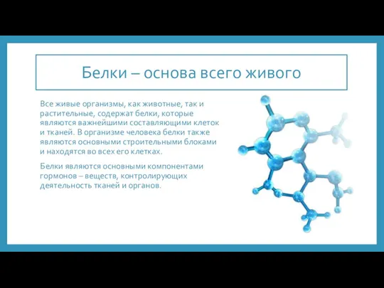 Белки – основа всего живого Все живые организмы, как животные, так и