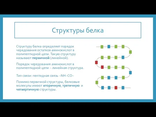 Структуры белка Структуру белка определяет порядок чередования остатков аминокислот в полипептидной цепи.