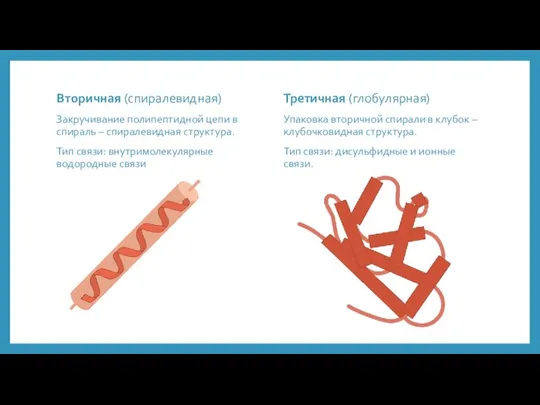 Вторичная (спиралевидная) Закручивание полипептидной цепи в спираль – спиралевидная структура. Тип связи: