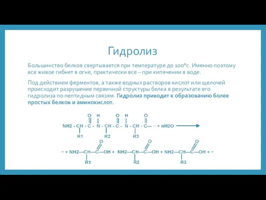 Гидролиз Большинство белков свертывается при температуре до 100°с. Именно поэтому все живое