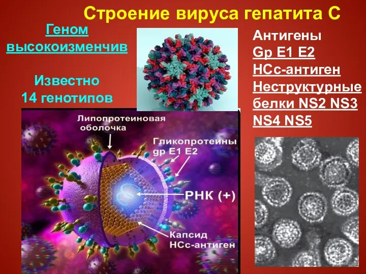 Строение вируса гепатита С Антигены Gp E1 E2 HCc-антиген Неструктурные белки NS2