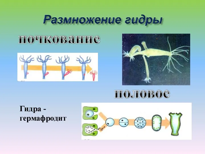 Гидра - гермафродит