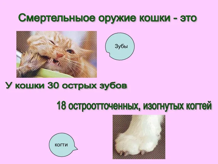 Смертельныое оружие кошки - это Зубы когти У кошки 30 острых зубов 18 остроотточенных, изогнутых когтей