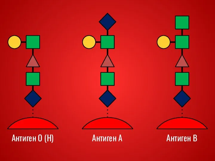 Антиген О (H) Антиген А Антиген В