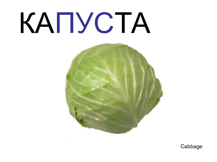 КАПУСТА Cabbage Капуста cabbage