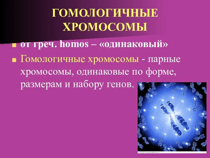 ГОМОЛОГИЧНЫЕ ХРОМОСОМЫ от греч. homos – «одинаковый» Гомологичные хромосомы - парные хромосомы,