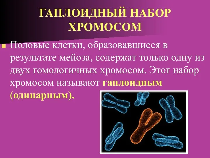 ГАПЛОИДНЫЙ НАБОР ХРОМОСОМ Половые клетки, образовавшиеся в результате мейоза, содержат только одну