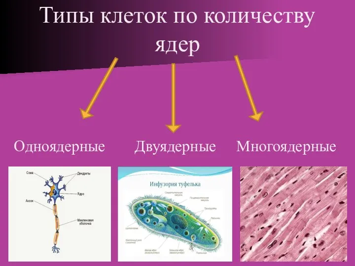 Типы клеток по количеству ядер Одноядерные Двуядерные Многоядерные