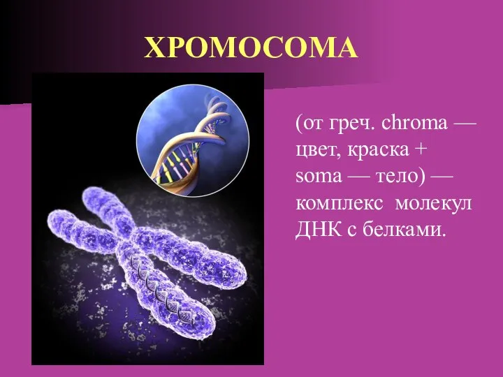 ХРОМОСОМА (от греч. chroma — цвет, краска + soma — тело) —