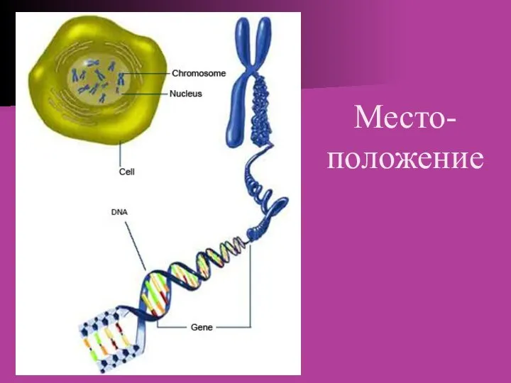 Место- положение