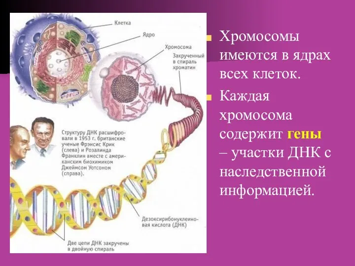 Хромосомы имеются в ядрах всех клеток. Каждая хромосома содержит гены – участки ДНК с наследственной информацией.