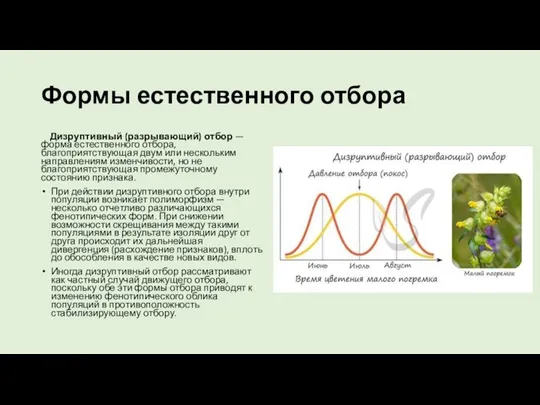 Формы естественного отбора Дизруптивный (разрывающий) отбор — форма естественного отбора, благоприятствующая двум