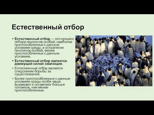 Естественный отбор Естественный отбор — это процесс отбора генотипов особей, наиболее приспособленных