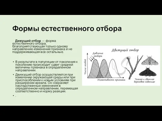 Формы естественного отбора Дижущий отбор — форма естественного отбора, благоприятствующая только одному