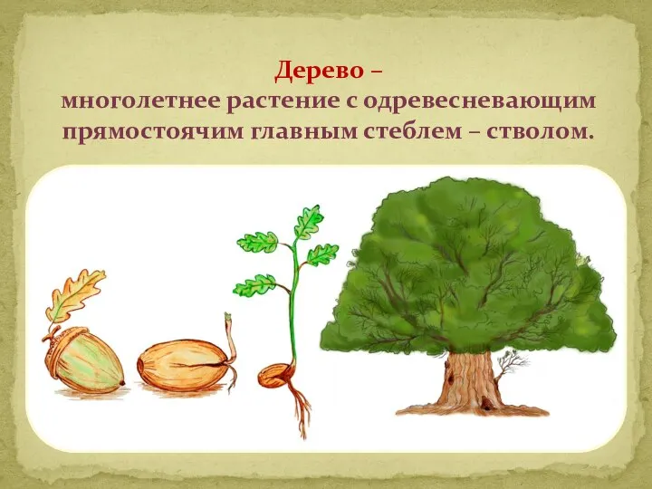 Дерево – многолетнее растение с одревесневающим прямостоячим главным стеблем – стволом.