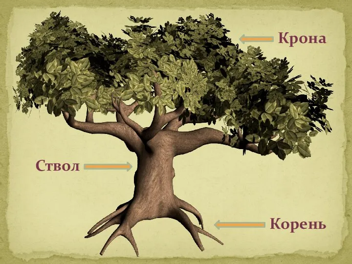 Крона Ствол Корень