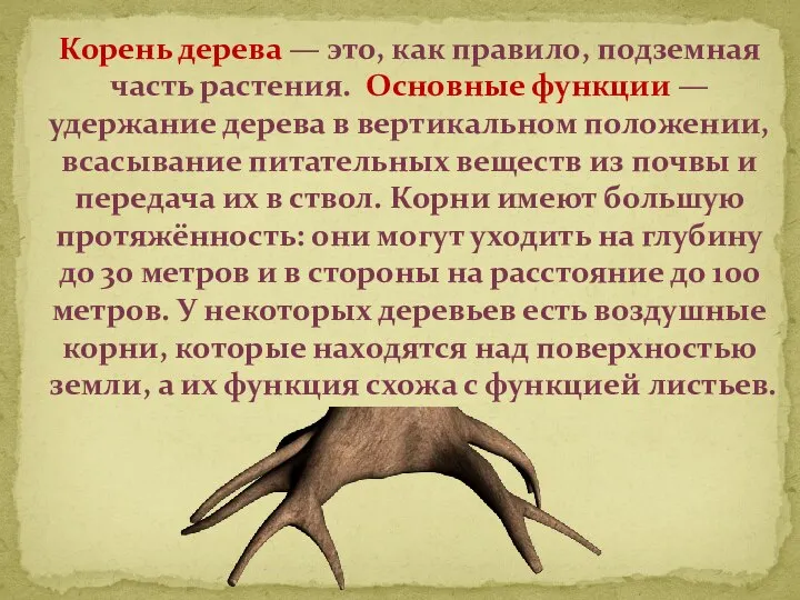 Корень дерева — это, как правило, подземная часть растения. Основные функции —