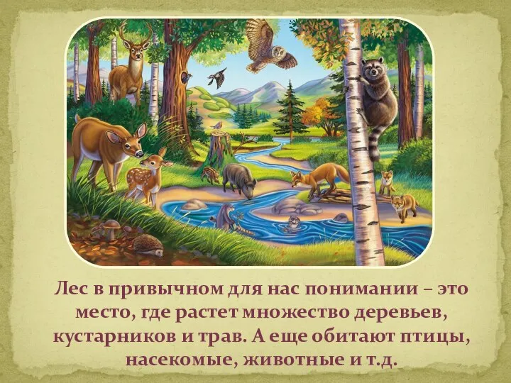 Лес в привычном для нас понимании – это место, где растет множество