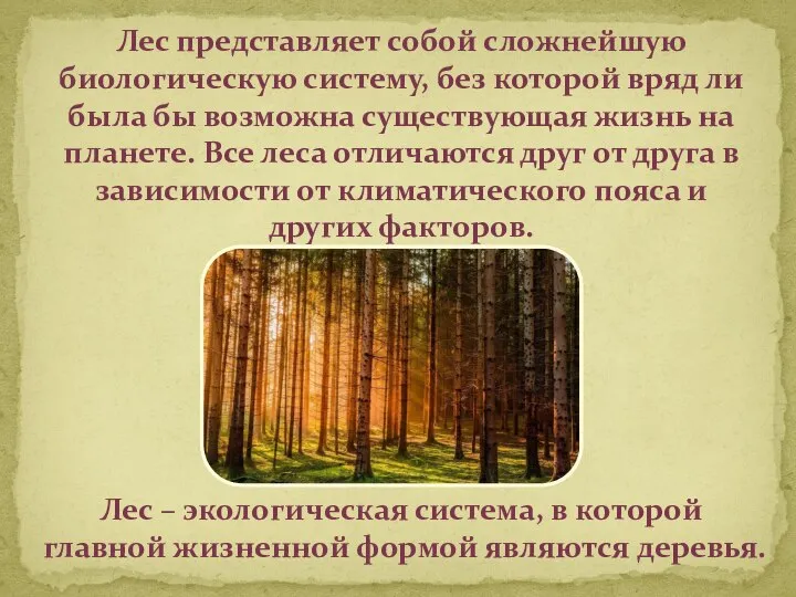 Лес представляет собой сложнейшую биологическую систему, без которой вряд ли была бы