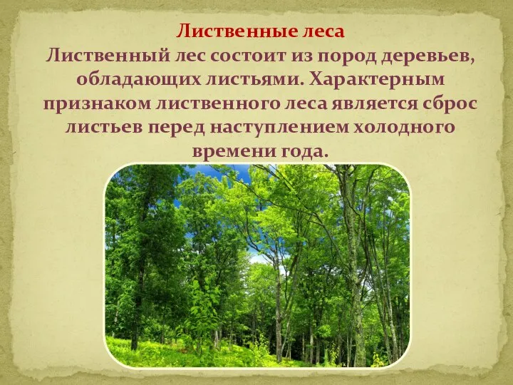 Лиственные леса Лиственный лес состоит из пород деревьев, обладающих листьями. Характерным признаком