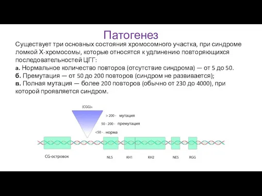 Существует три основных состояния хромосомного участка, при синдроме ломкой Х-хромосомы, которые относятся