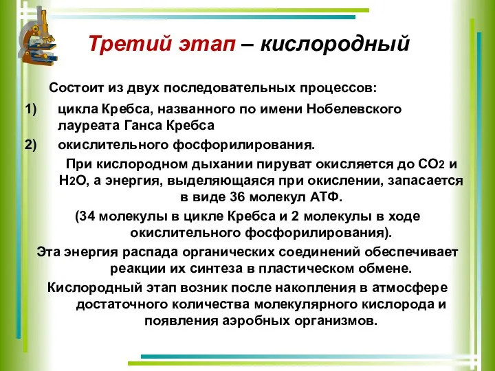 Третий этап – кислородный Состоит из двух последовательных процессов: цикла Кребса, названного