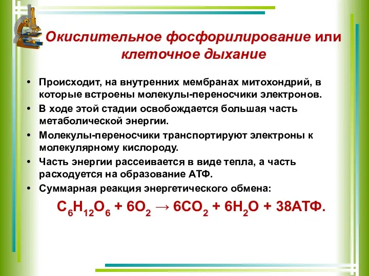 Окислительное фосфорилирование или клеточное дыхание Происходит, на внутренних мембранах митохондрий, в которые