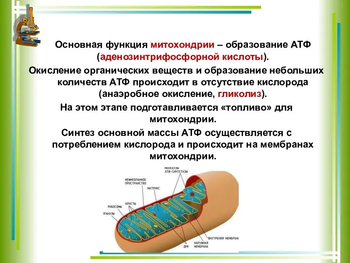 Основная функция митохондрии – образование АТФ (аденозинтрифосфорной кислоты). Окисление органических веществ и