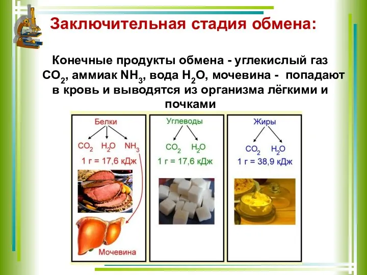 Заключительная стадия обмена: Конечные продукты обмена - углекислый газ СО2, аммиак NH3,