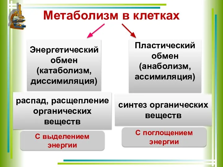 Метаболизм в клетках Энергетический обмен (катаболизм, диссимиляция) Пластический обмен (анаболизм, ассимиляция) распад,