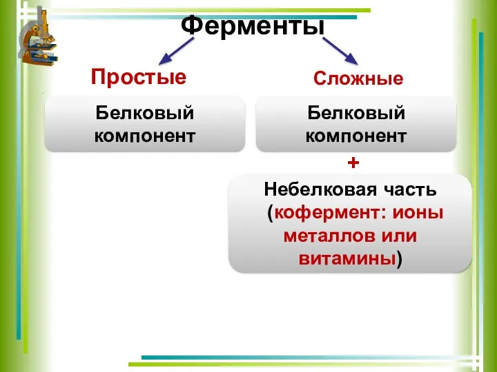 Ферменты Простые . Сложные Белковый компонент Белковый компонент Небелковая часть (кофермент: ионы металлов или витамины) +