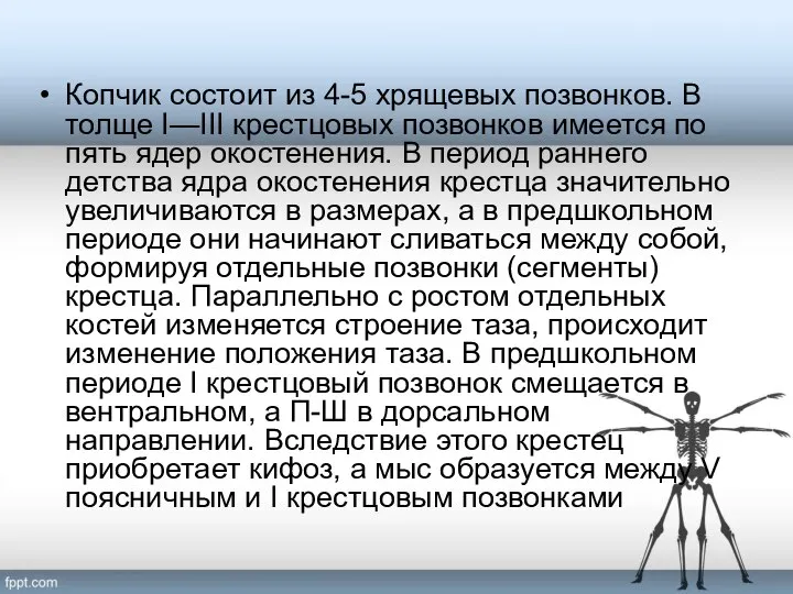 Копчик состоит из 4-5 хрящевых позвонков. В толще I—III крестцовых позвонков имеется