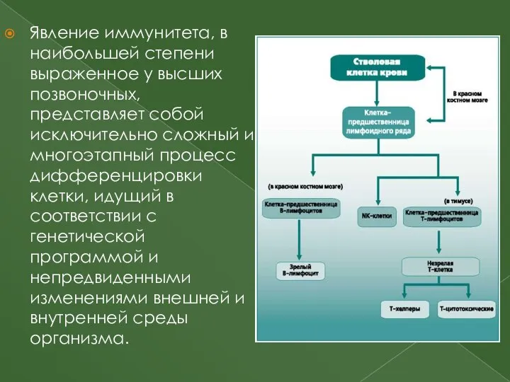 Явление иммунитета, в наибольшей степени выраженное у высших позвоночных, представляет собой исключительно