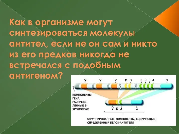 Как в организме могут синтезироваться молекулы антител, если не он сам и