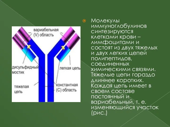 Молекулы иммуноглобулинов синтезируются клетками крови – лимфоцитами и состоят из двух тяжелых