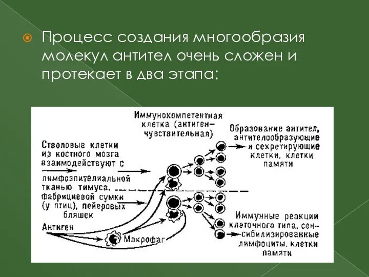 Процесс создания многообразия молекул антител очень сложен и протекает в два этапа: