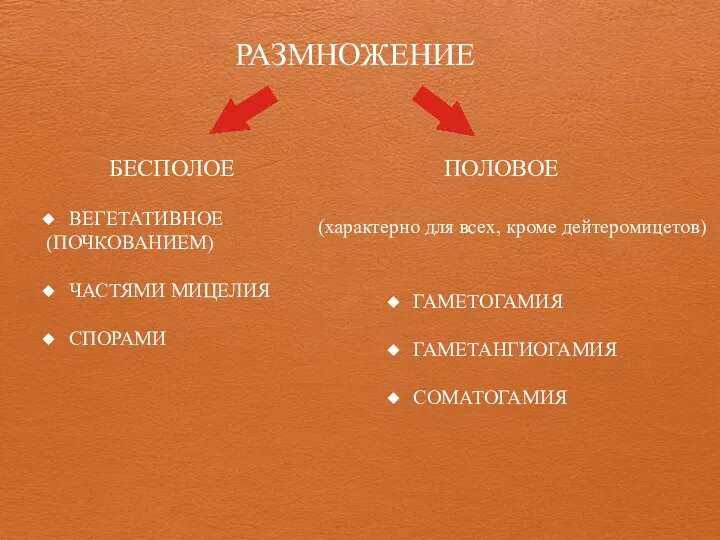 РАЗМНОЖЕНИЕ БЕСПОЛОЕ ПОЛОВОЕ (характерно для всех, кроме дейтеромицетов) ГАМЕТОГАМИЯ ГАМЕТАНГИОГАМИЯ СОМАТОГАМИЯ ВЕГЕТАТИВНОЕ (ПОЧКОВАНИЕМ) ЧАСТЯМИ МИЦЕЛИЯ СПОРАМИ