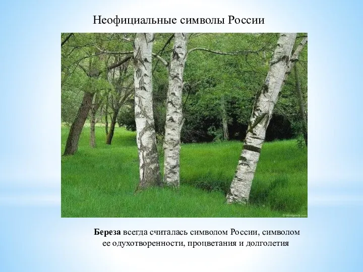 Неофициальные символы России Береза всегда считалась символом России, символом ее одухотворенности, процветания и долголетия