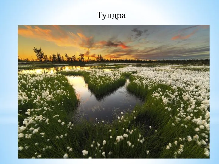 Тундра