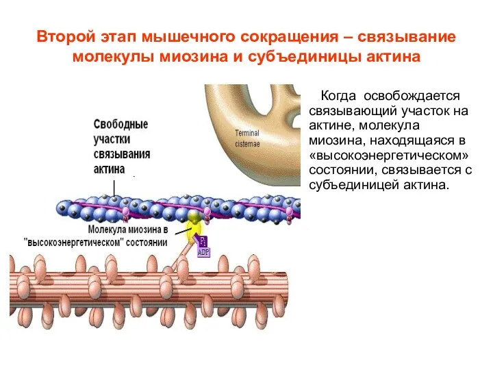 Второй этап мышечного сокращения – связывание молекулы миозина и субъединицы актина Когда