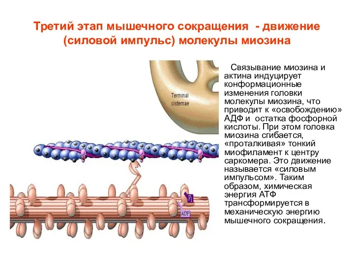 Третий этап мышечного сокращения - движение (силовой импульс) молекулы миозина Связывание миозина