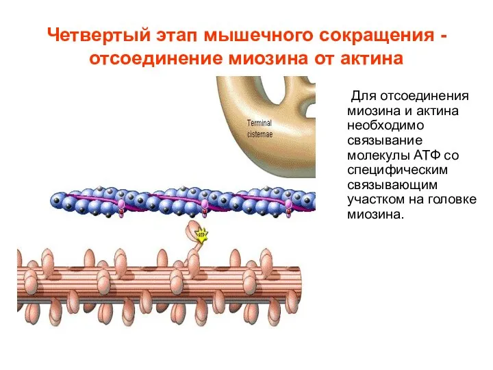 Четвертый этап мышечного сокращения - отсоединение миозина от актина Для отсоединения миозина