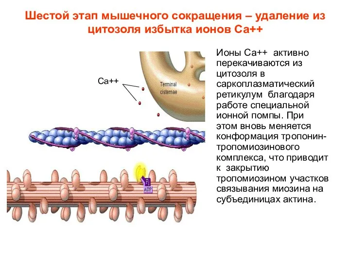 Шестой этап мышечного сокращения – удаление из цитозоля избытка ионов Са++ Ионы