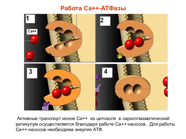 Работа Са++-АТФазы Активные транспорт ионов Са++ из цитозоля в саркоплазматический ретикулум осуществляется