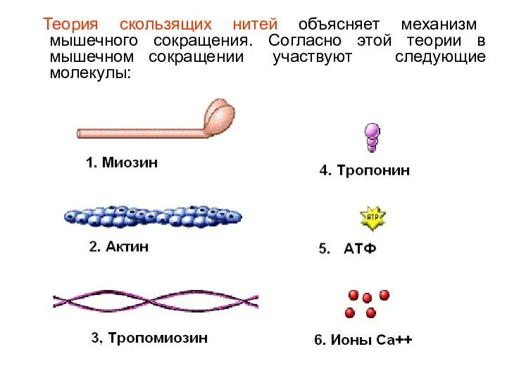 Теория скользящих нитей объясняет механизм мышечного сокращения. Согласно этой теории в мышечном сокращении участвуют следующие молекулы: